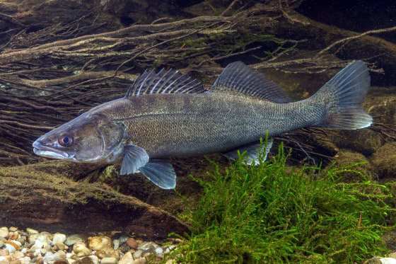 Судак на Финском заливе