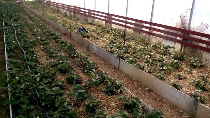 Уход за клубникой