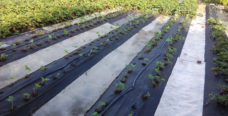 Тепличная технология выращивания клубники