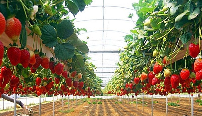 Голландская методика выращивания клубники