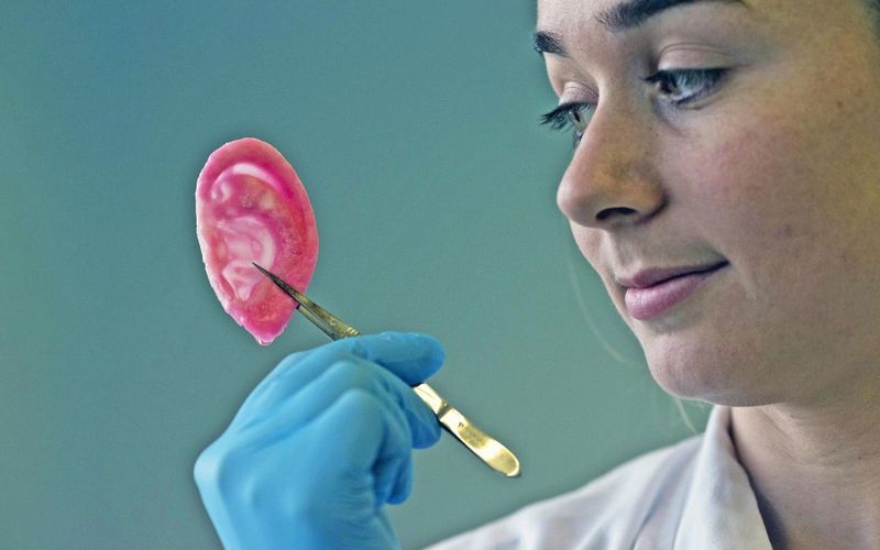 Биоинженерное выращивание органов