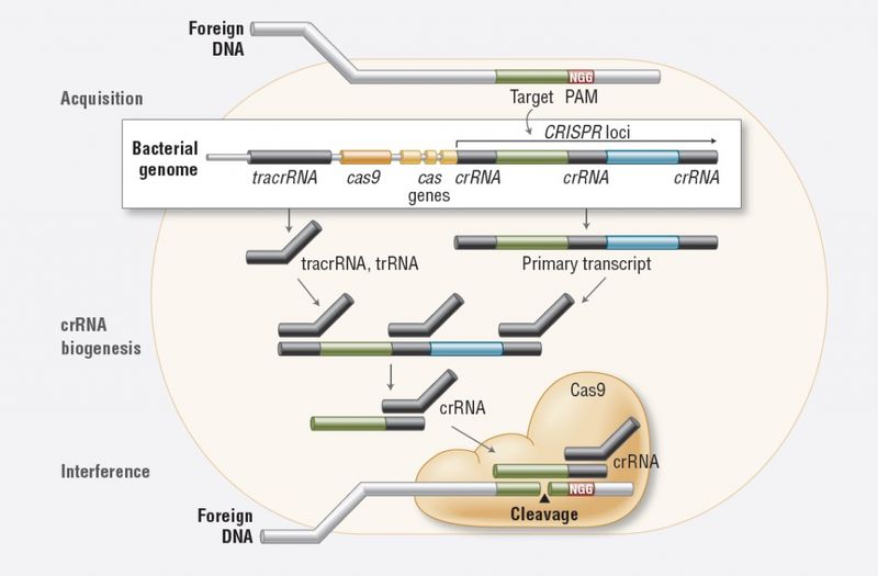 Редактирование генома