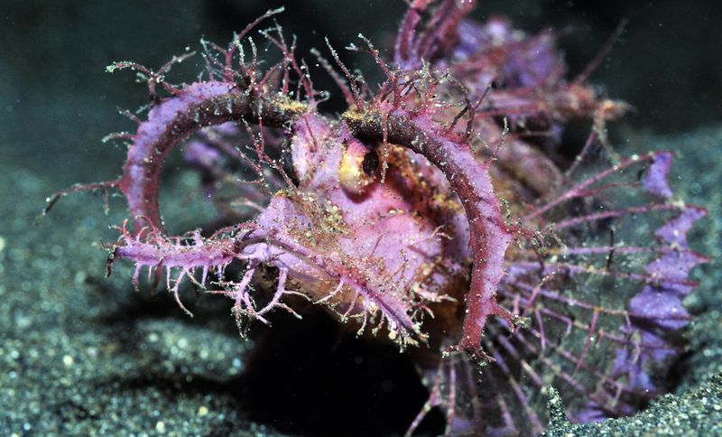 Ambon Scorpionfish