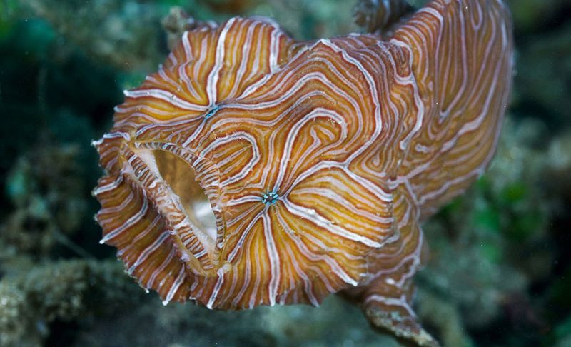 Psychedelic Frogfish - рыба-лягушка