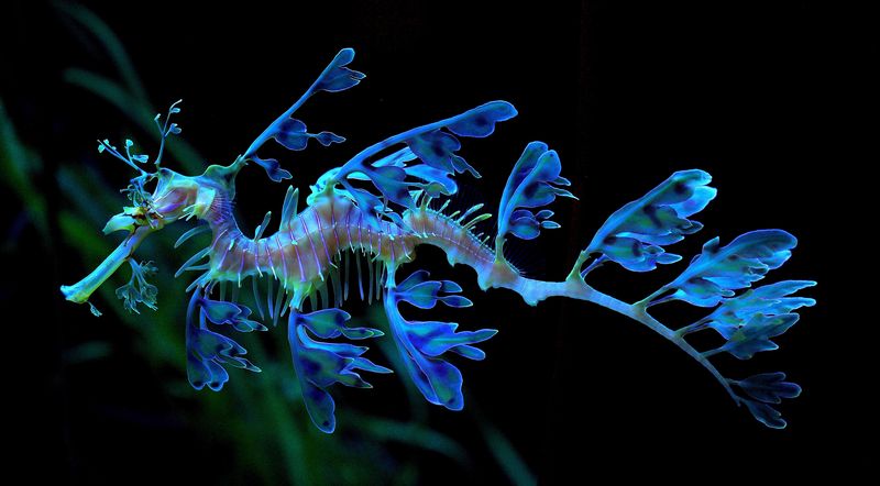 Leafy Seadragon - тряпичник