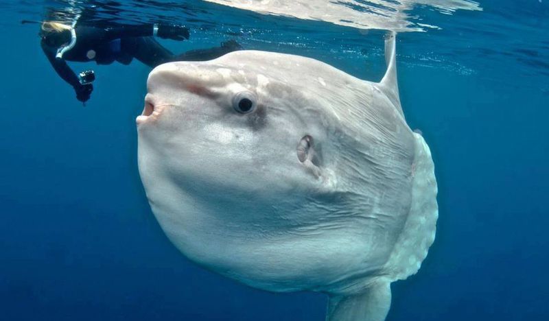 Ocean Sunfish - рыба-луна