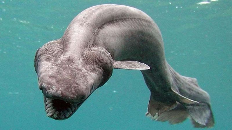 Frilled Shark - рыба-плащеносец