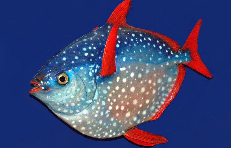 Lampris guttatus -красноперый опах