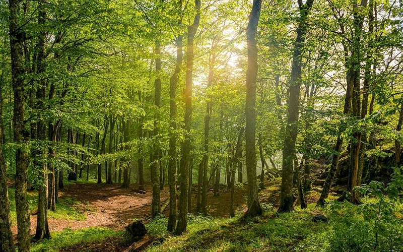 Кубанский лес