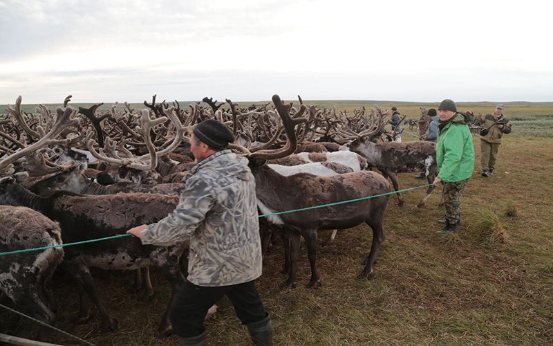 Оленеводство коми