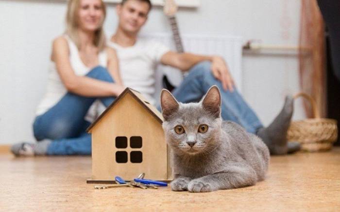 Кошка в новом доме