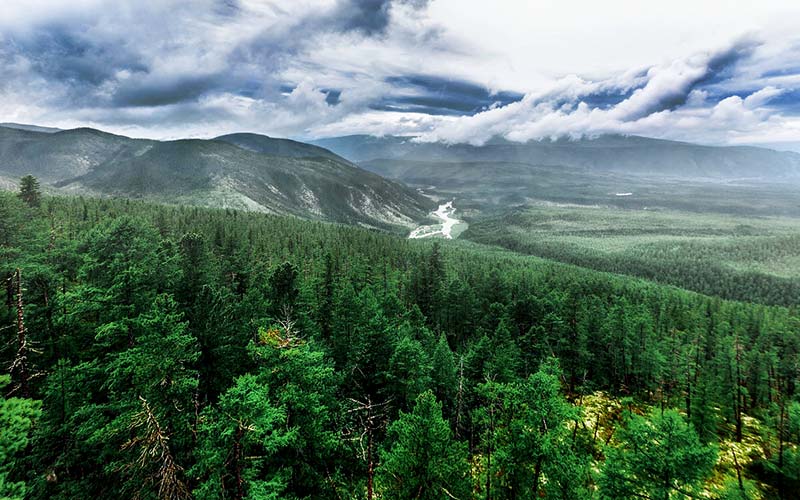 Сибирская тайга