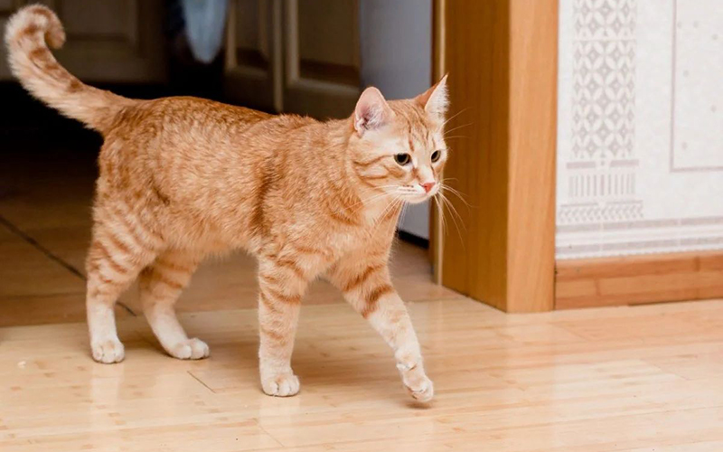 Кот заходит в дом