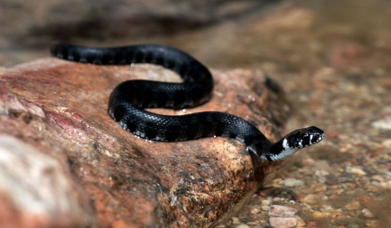 Уральская черная гадюка