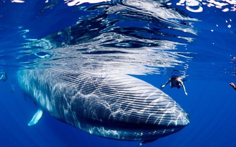 Большой синий кит