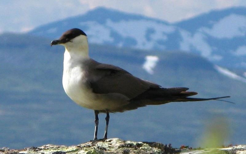 Большой поморник