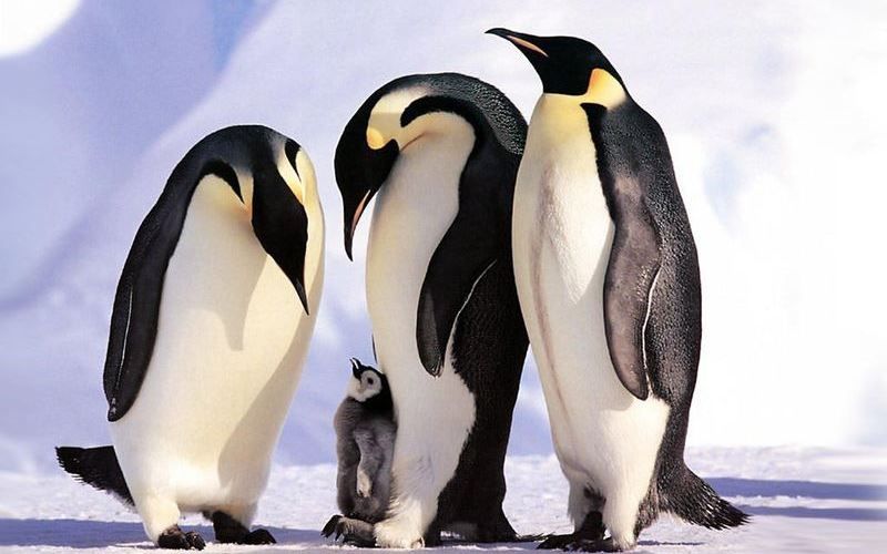 Императорские пингвины