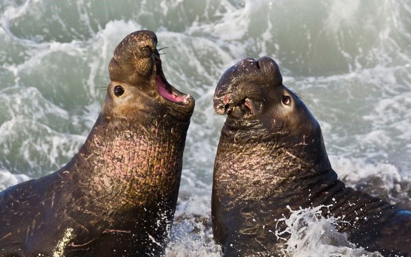 Южный морской слон