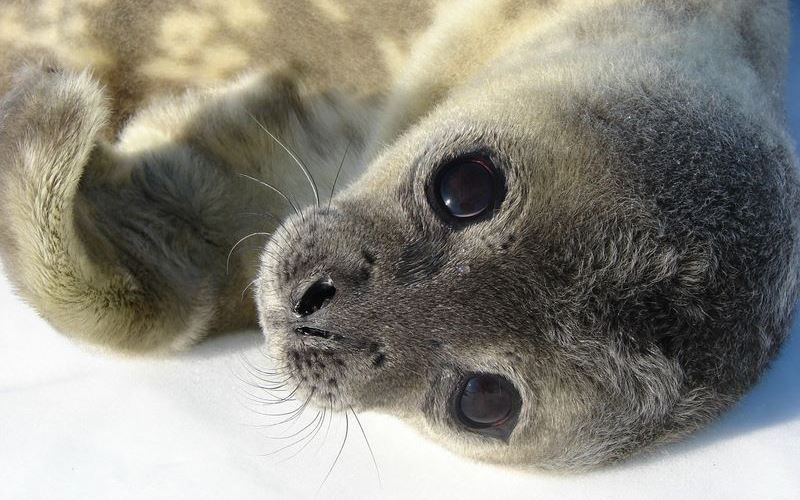 Тюлень Уэдделла