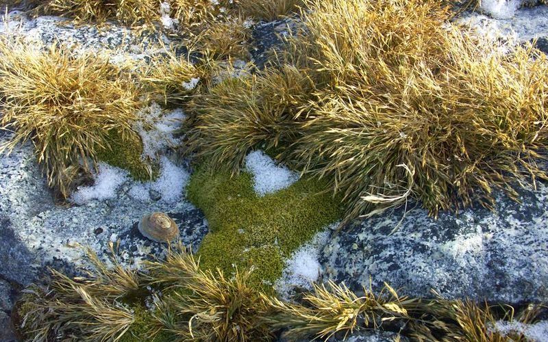 Растительный мир Антарктиды