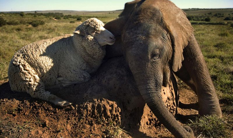 Овца Альберт и слоненок Темба