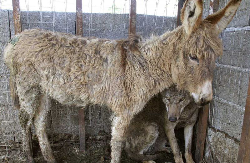 Осел и волк - дружба