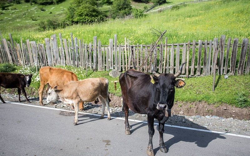 Домашние животные в Грузии