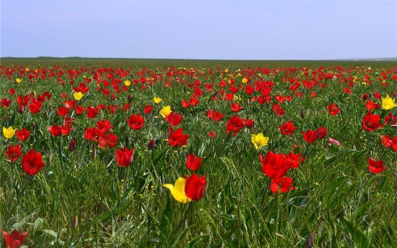 Удивительная Калмыкия