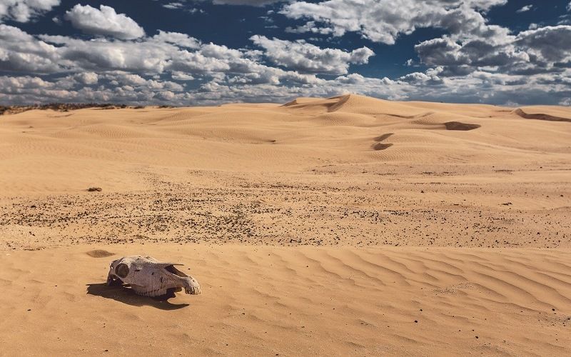 Удивительная Калмыкия