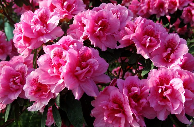 Азалия цветок