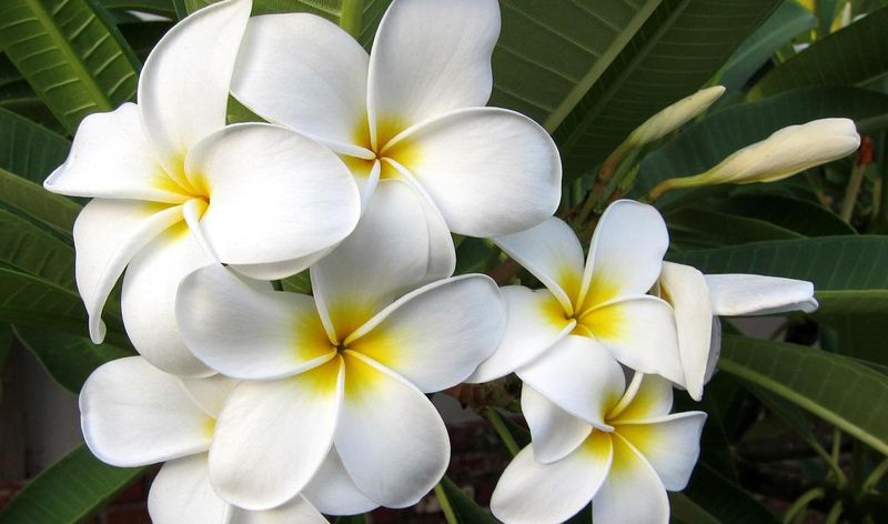 Плюмерия цветок