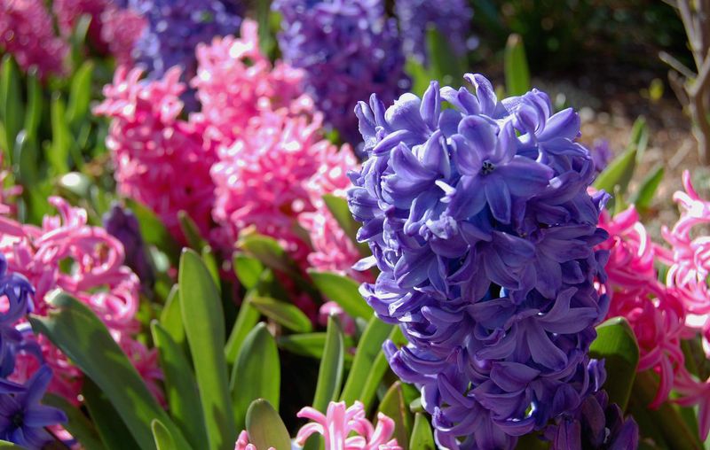 Гиацинт цветок