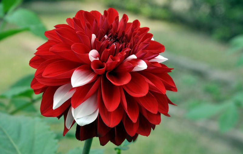 Георгина цветок