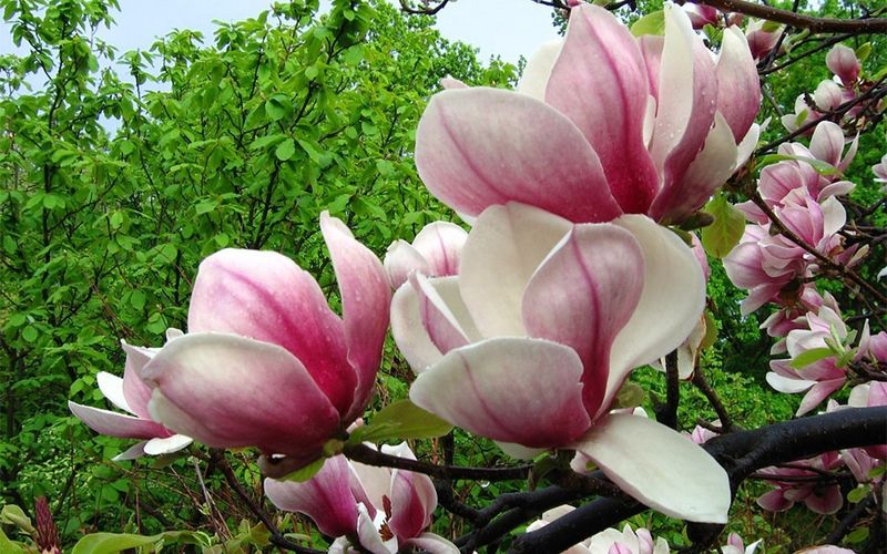 Магнолия цветок