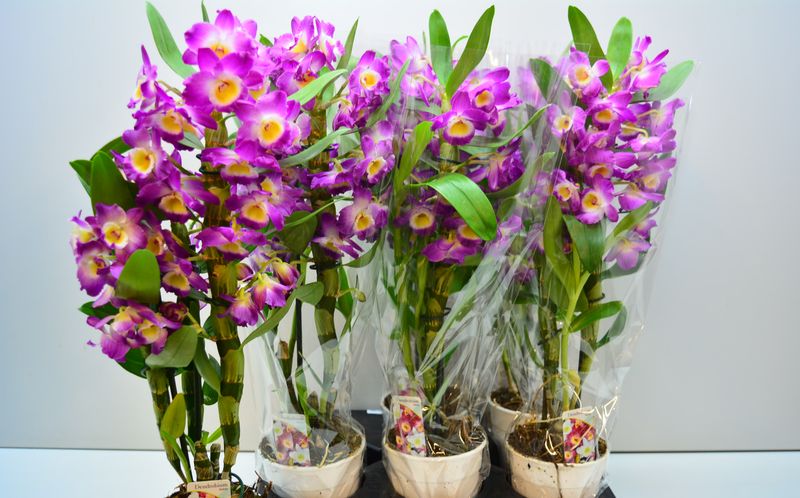 Дендробиум цветок