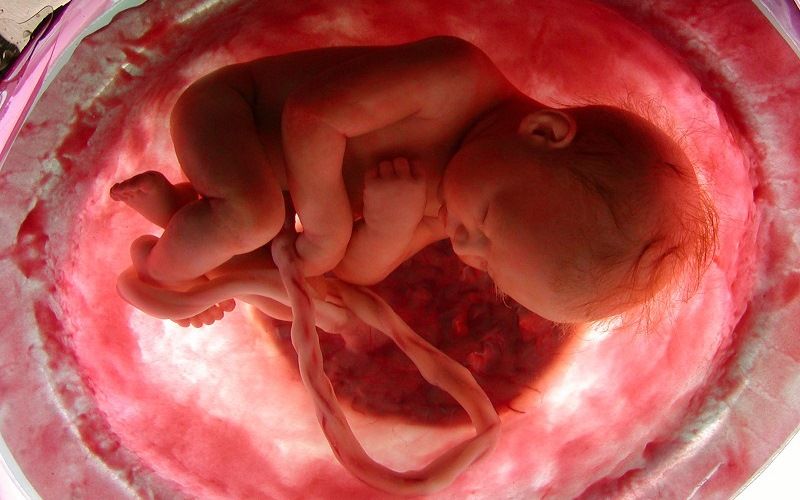 Память эмбрионов человека