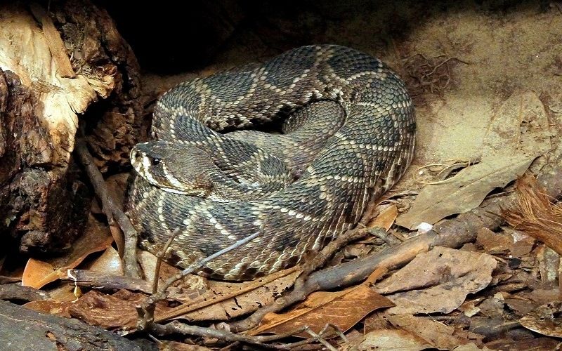 Ромбический гремучник