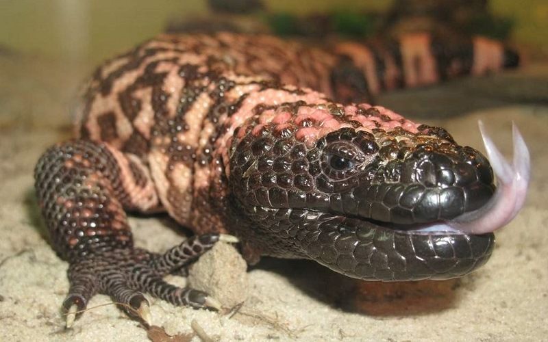 Ядовитая ящерица ядозуб