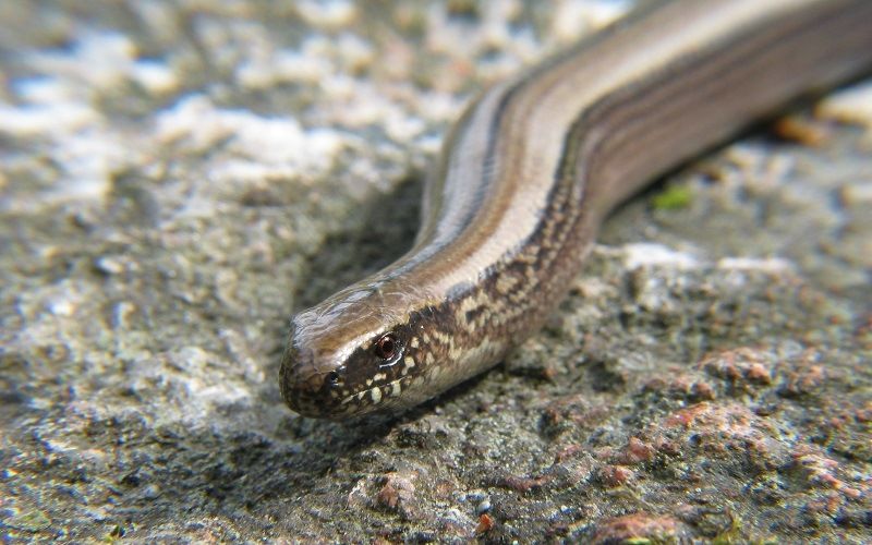 Стройная панцирная веретеница