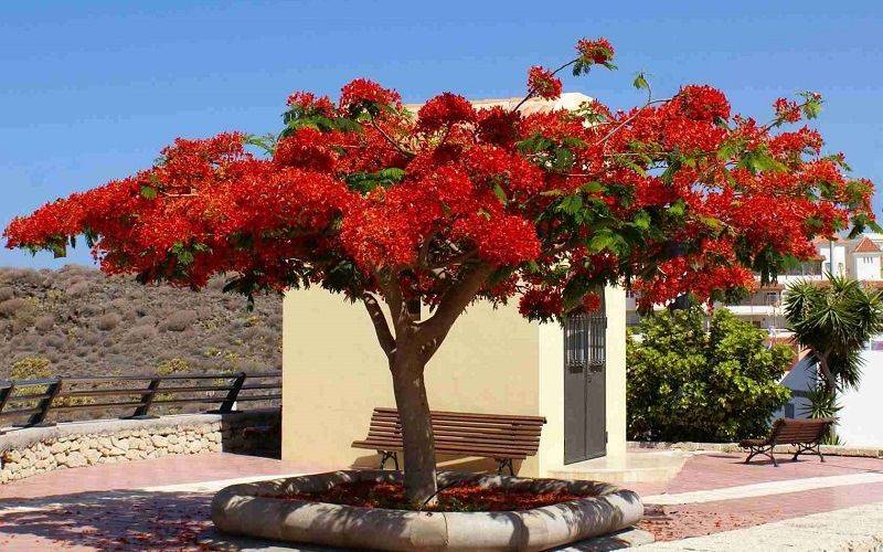 Тюльпановое дерево