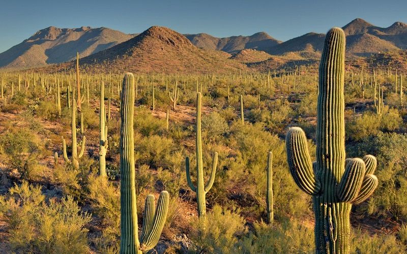 Кактус сагуаро