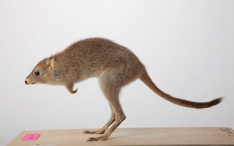 Кенгуровая крыса