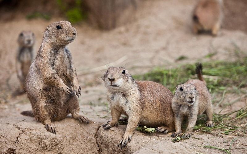 Луговые собачки