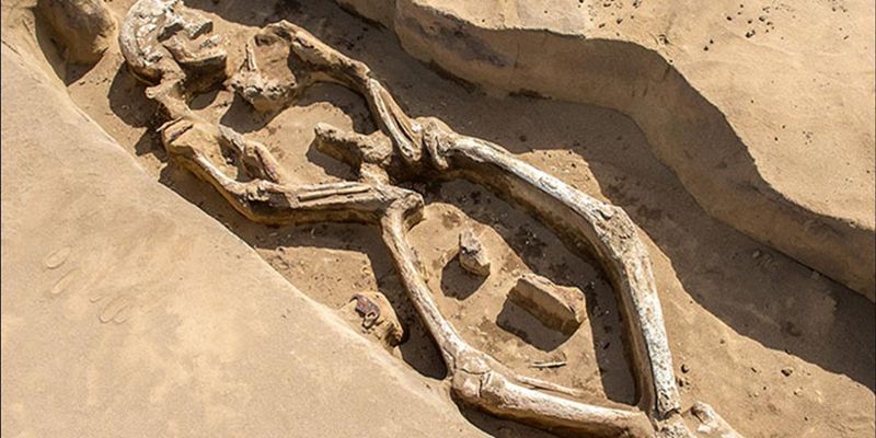 Танцующий скелет