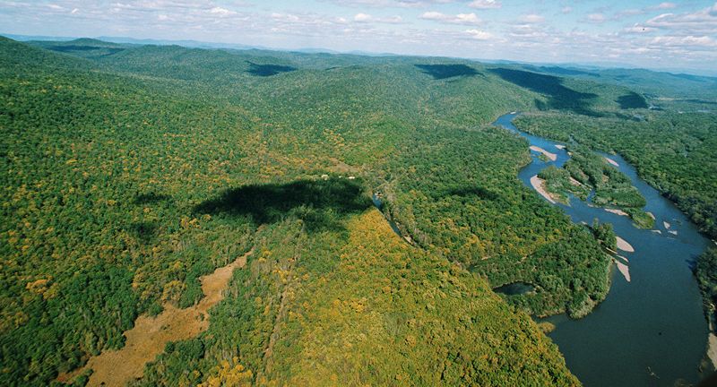 Удивительная тайга