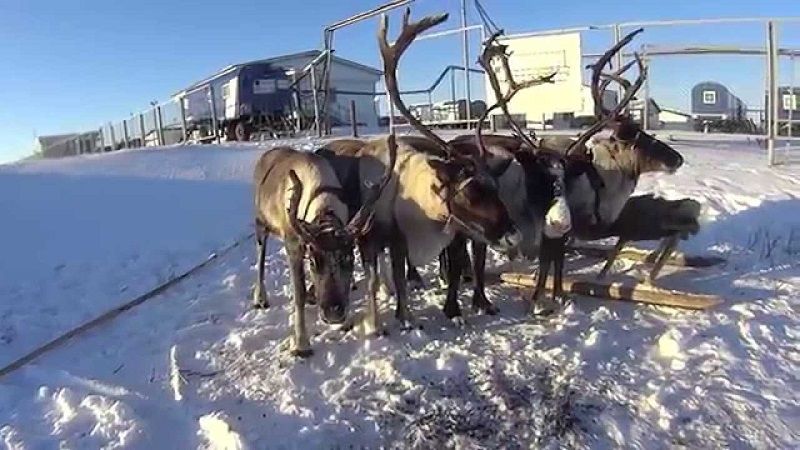 Оленеводство в тундре