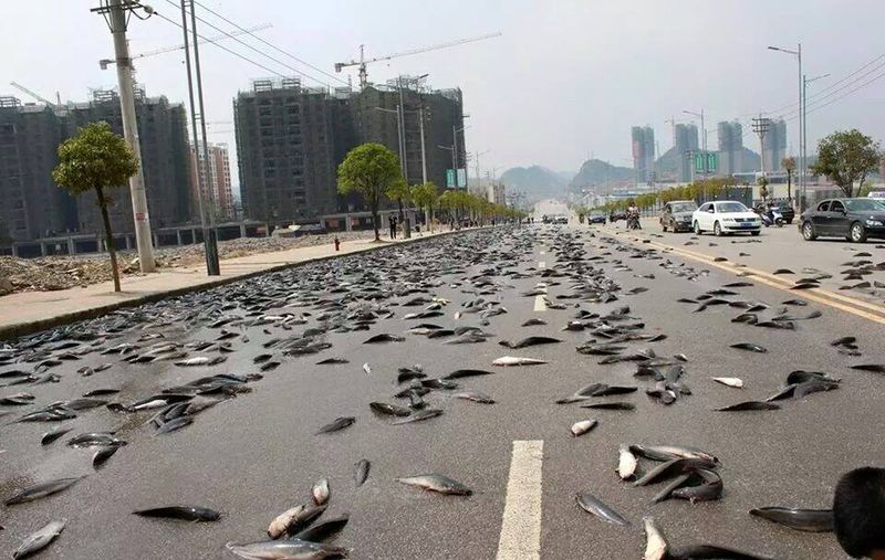 Рыбный дождь