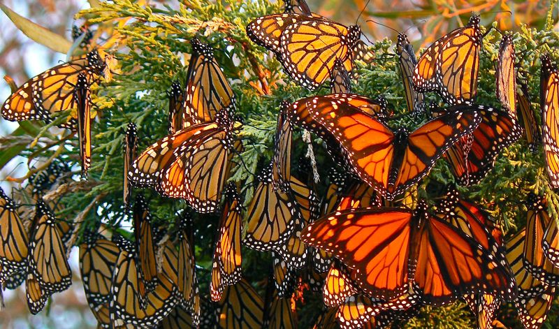 Бабочки монарх