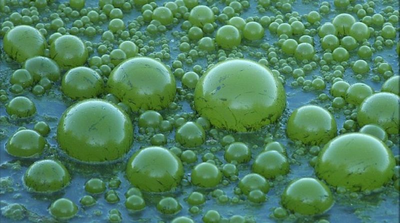 Болотный газ