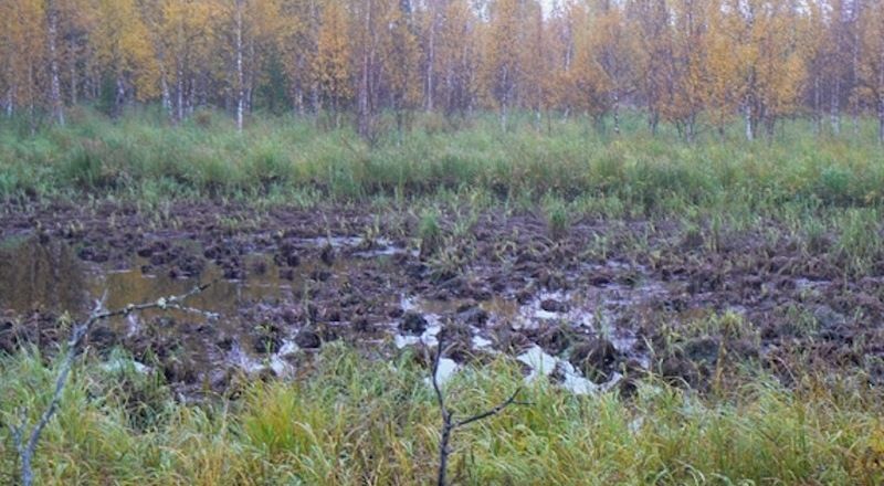 Торфяные болота